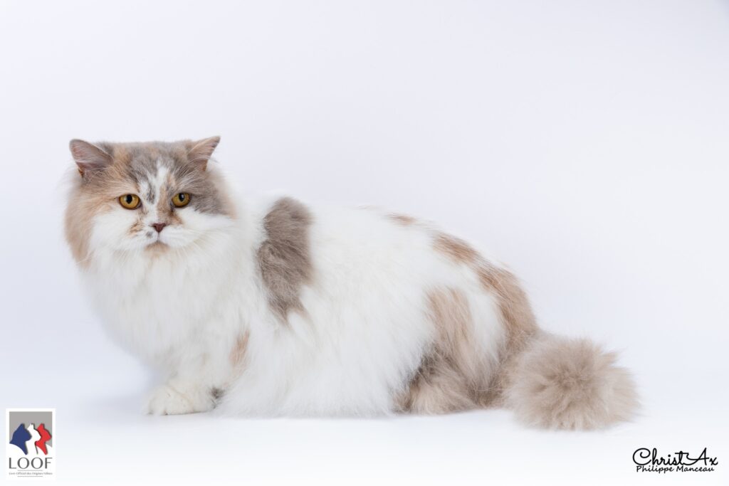 Femelle british longhair