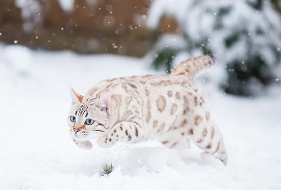 chat bengale snow dans la neige