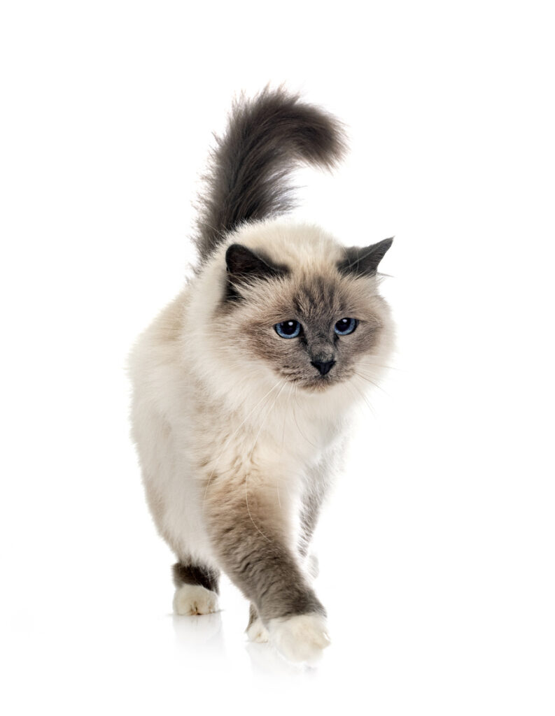 chat birman