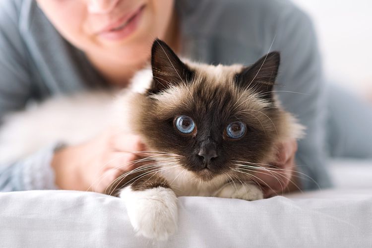 chat birman