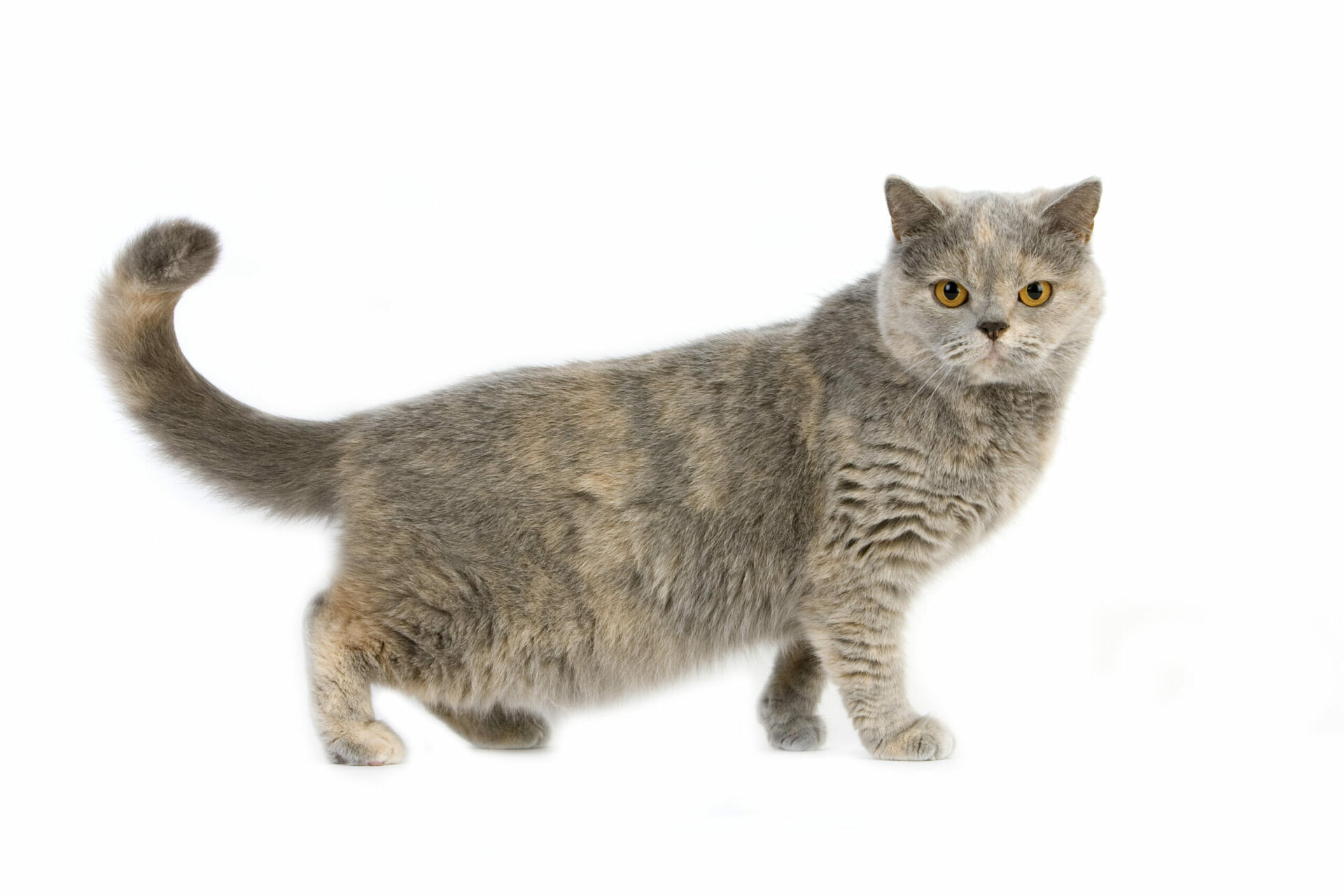 British shorthair bleu creme