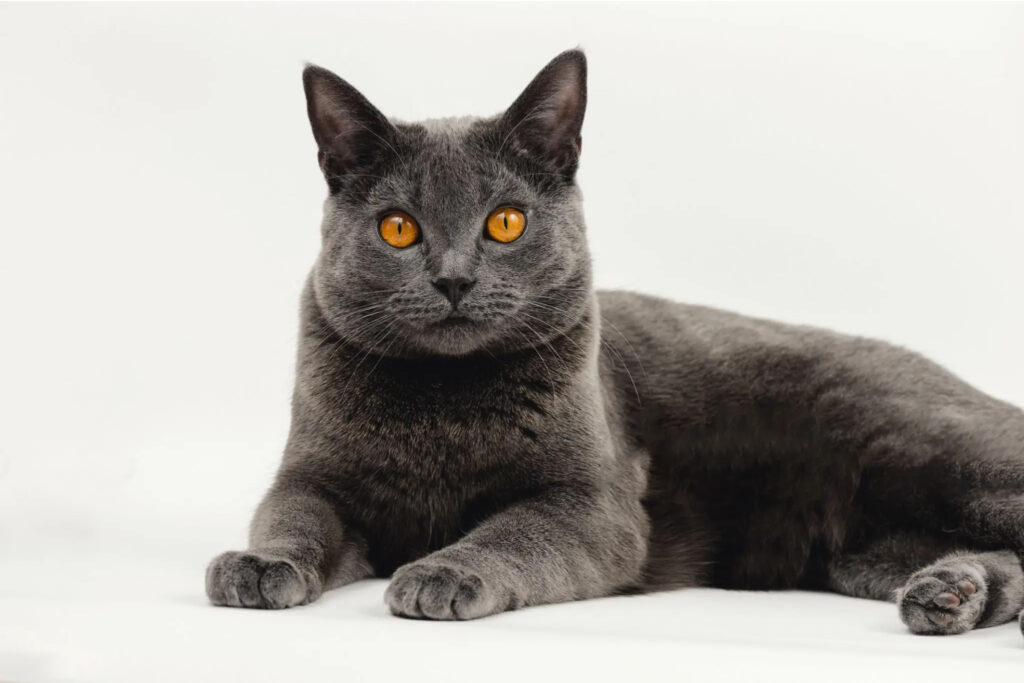 chat chartreux allongé