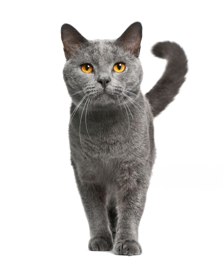 Chat de race chartreux male