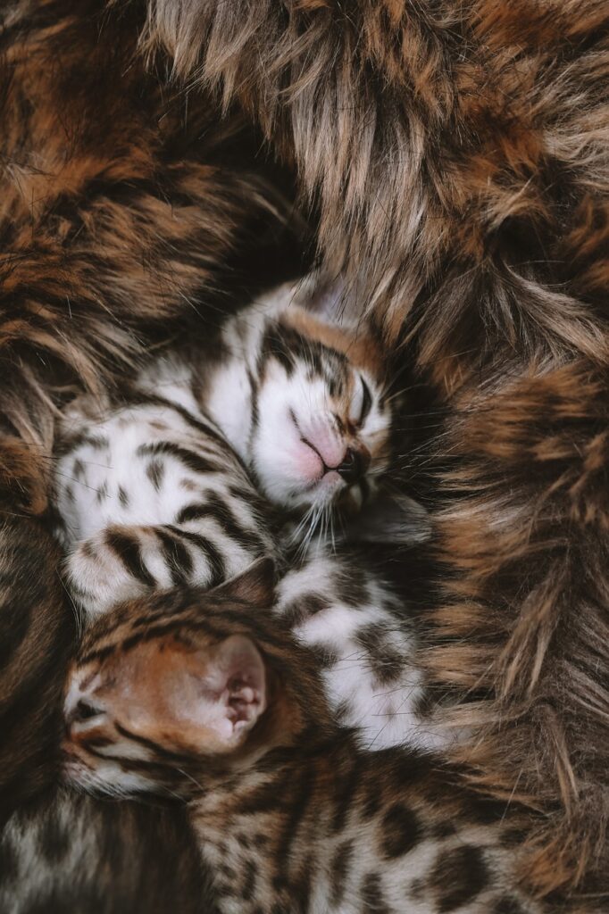 chatons bengal