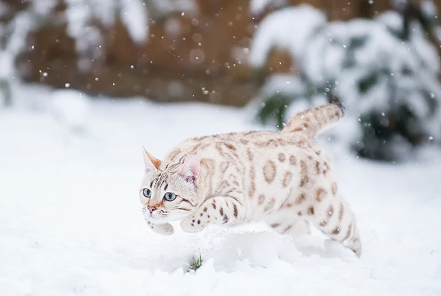 Chat bengal snow