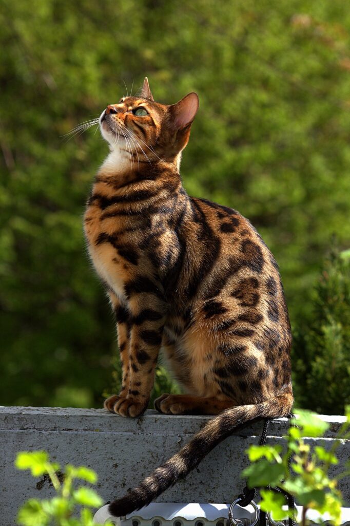 chat bengal brown