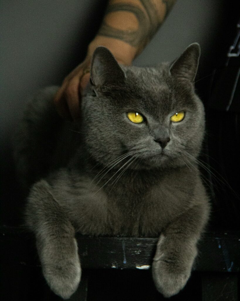 chat chartreux allongé