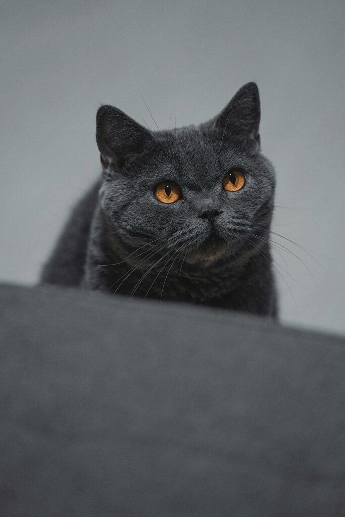 Chartreux avec ses yeux or