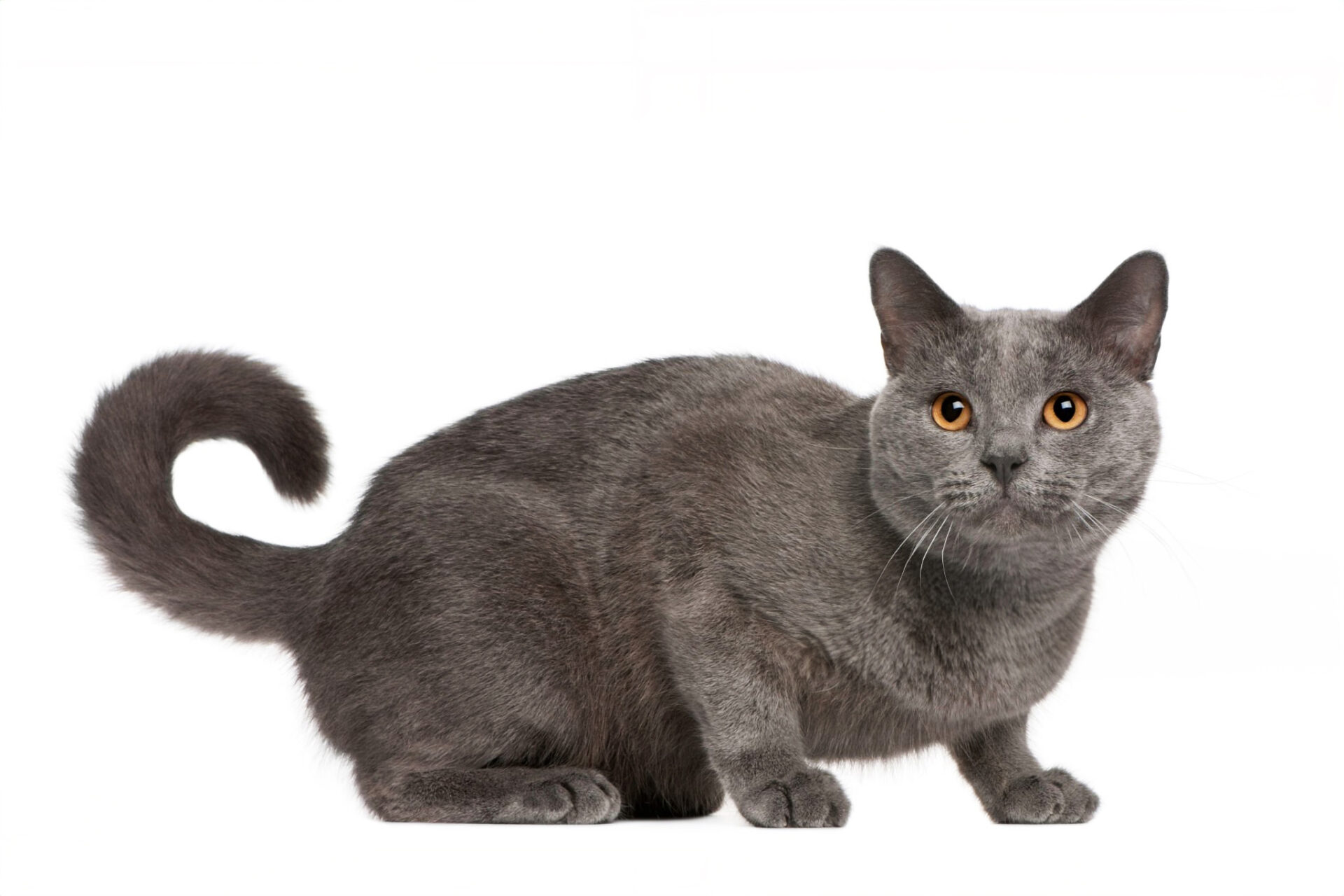 Male chartreux