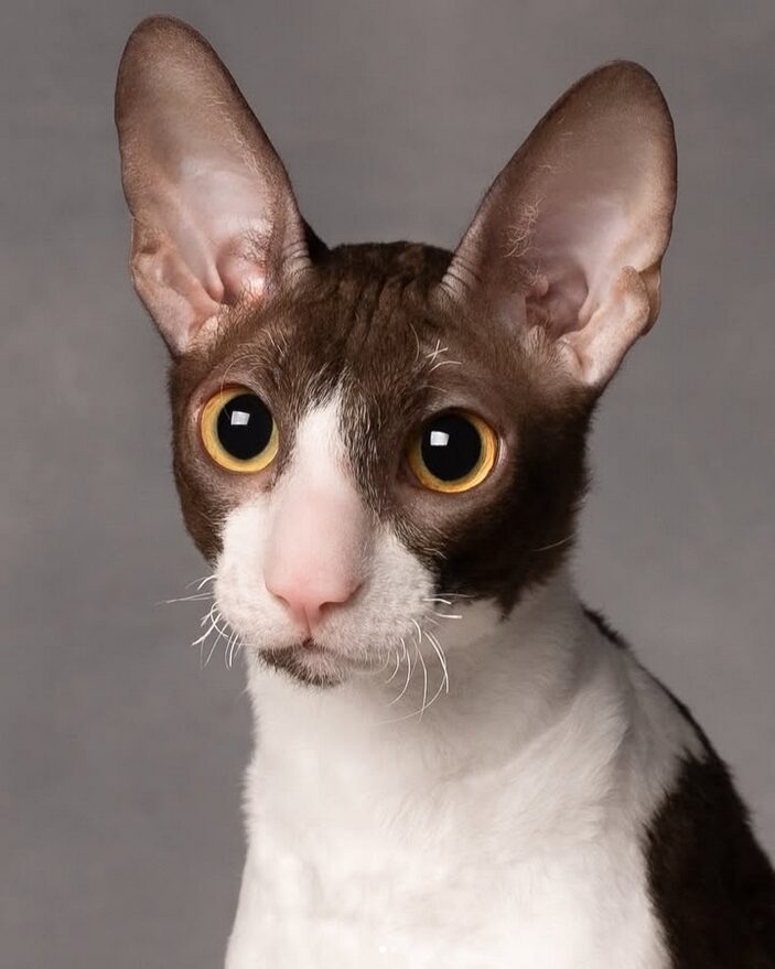 Cornish Rex chocolat et blanc