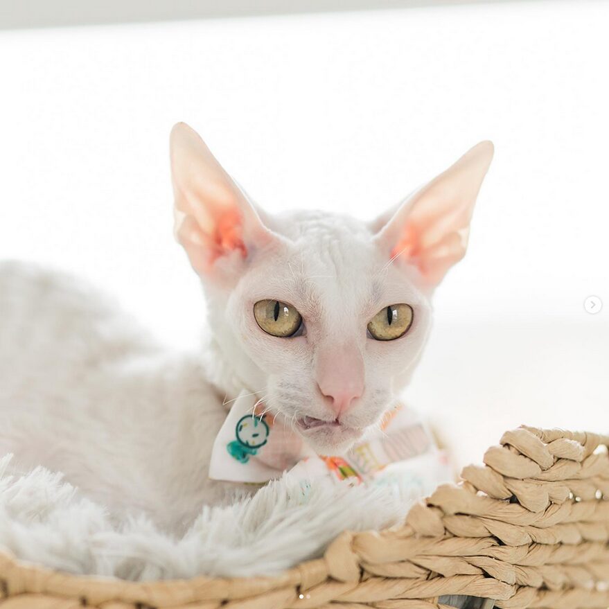 cornish rex blanc