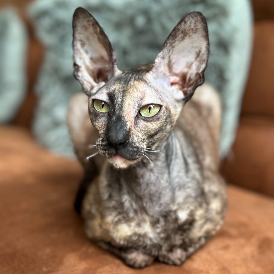 cornish rex black tortie