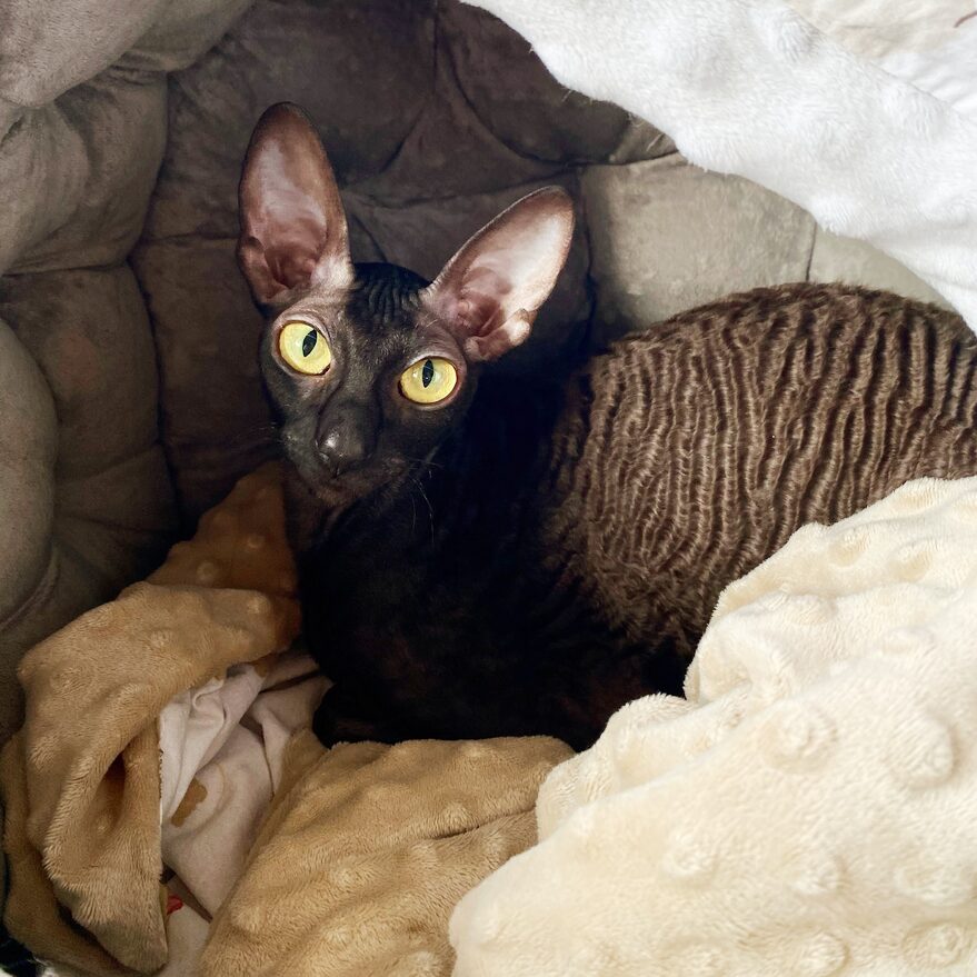 Cornish Rex Noir