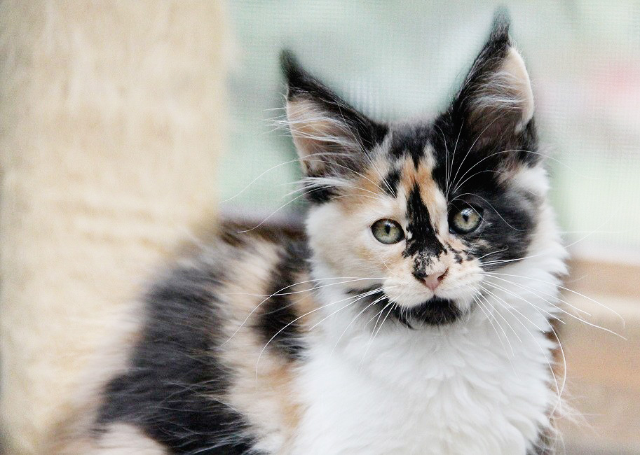 Chaton maine coon black tortie