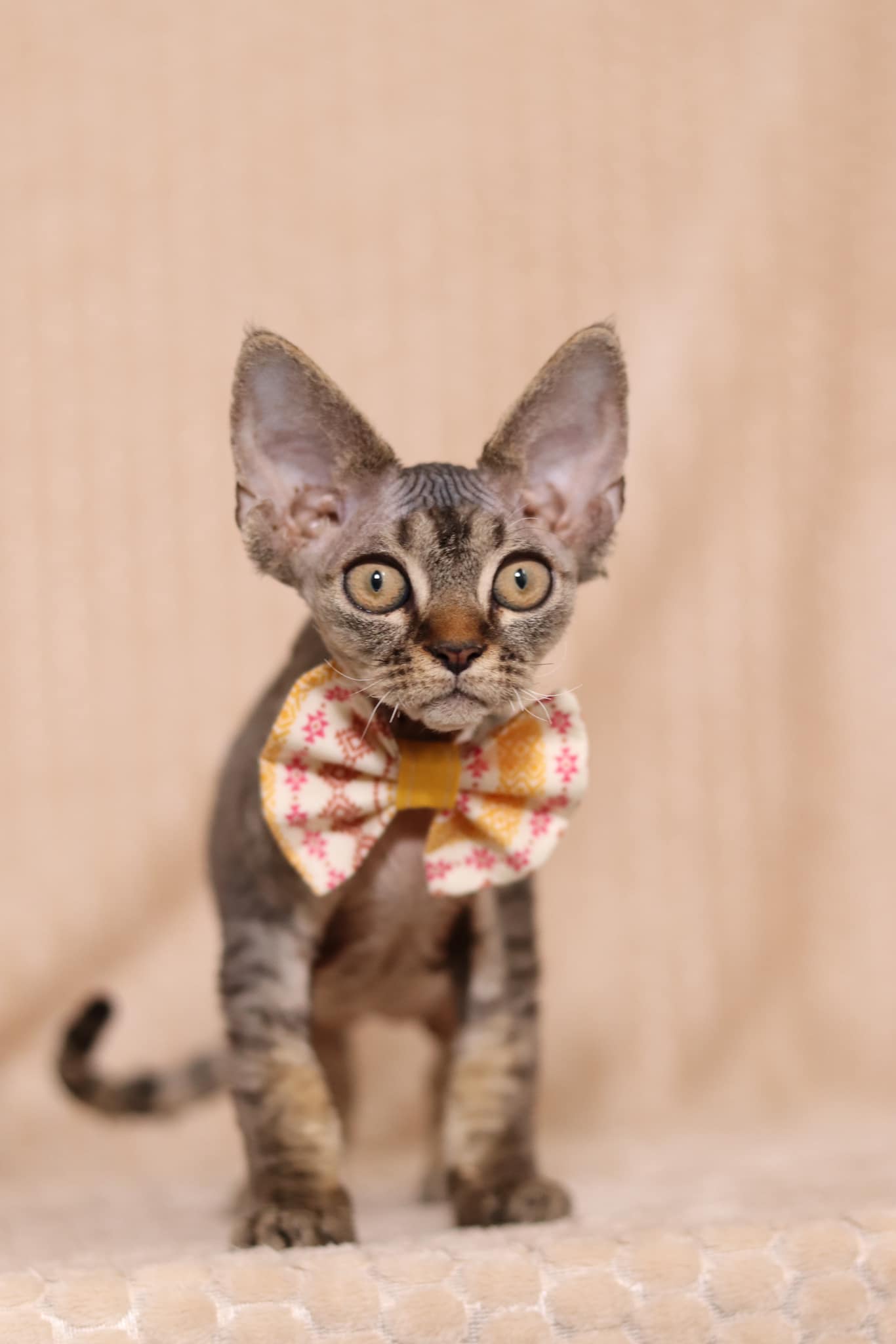 chaton devon rex brown tabby