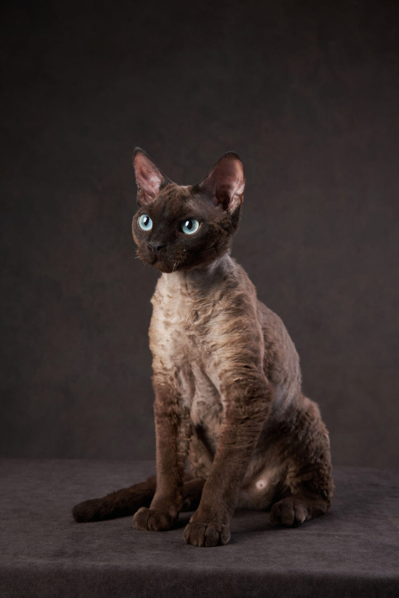 chat devon rex noir