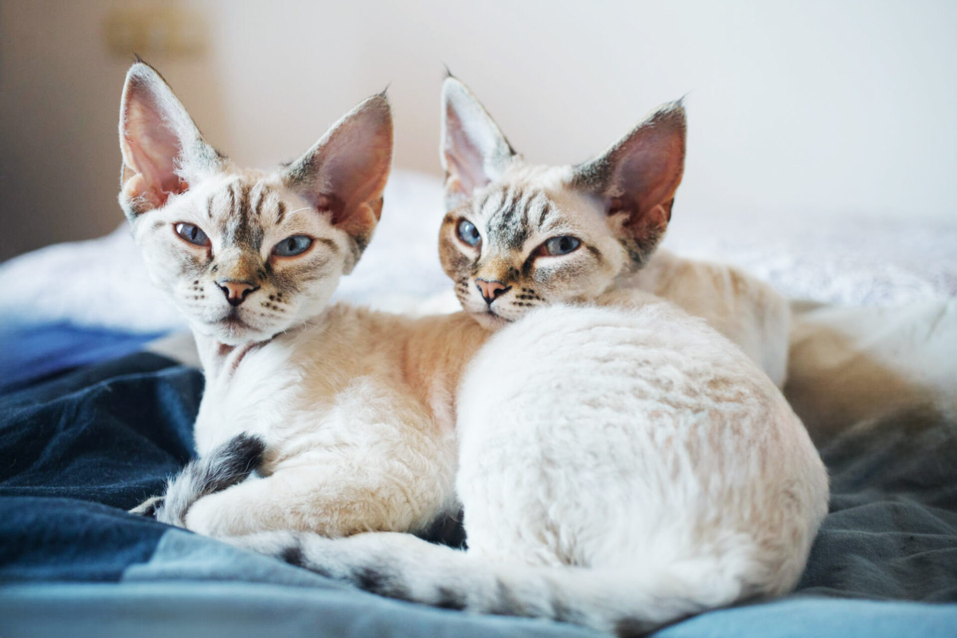 chatons devon rex colorpoint