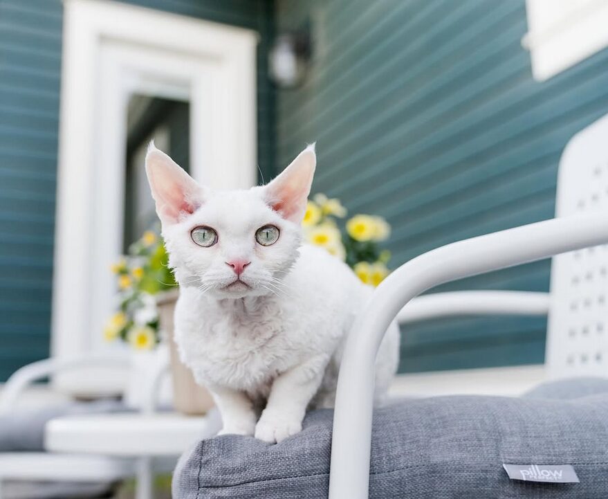 chat devon rex blanc