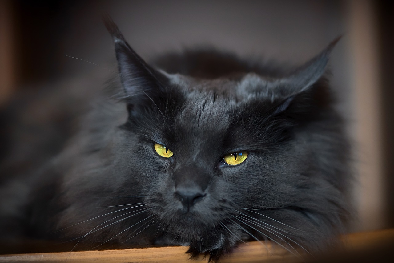 Maine-coon-noir