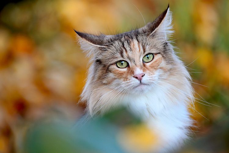 chat des forets norvégiennes brown tortie,NFO