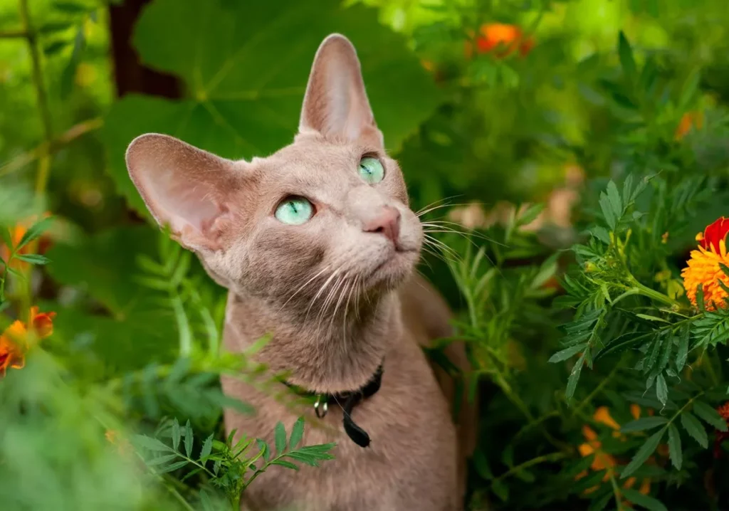 chat oriental Fawn