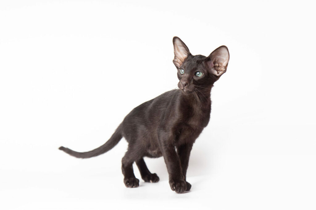 chaton oriental black ou noir aux yeux verts