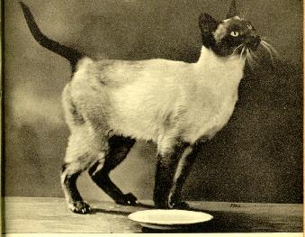 chat thaï 1920