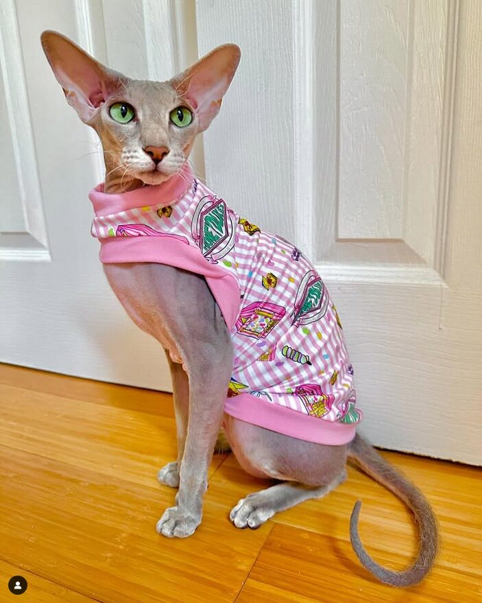 Peterbald brush bleu