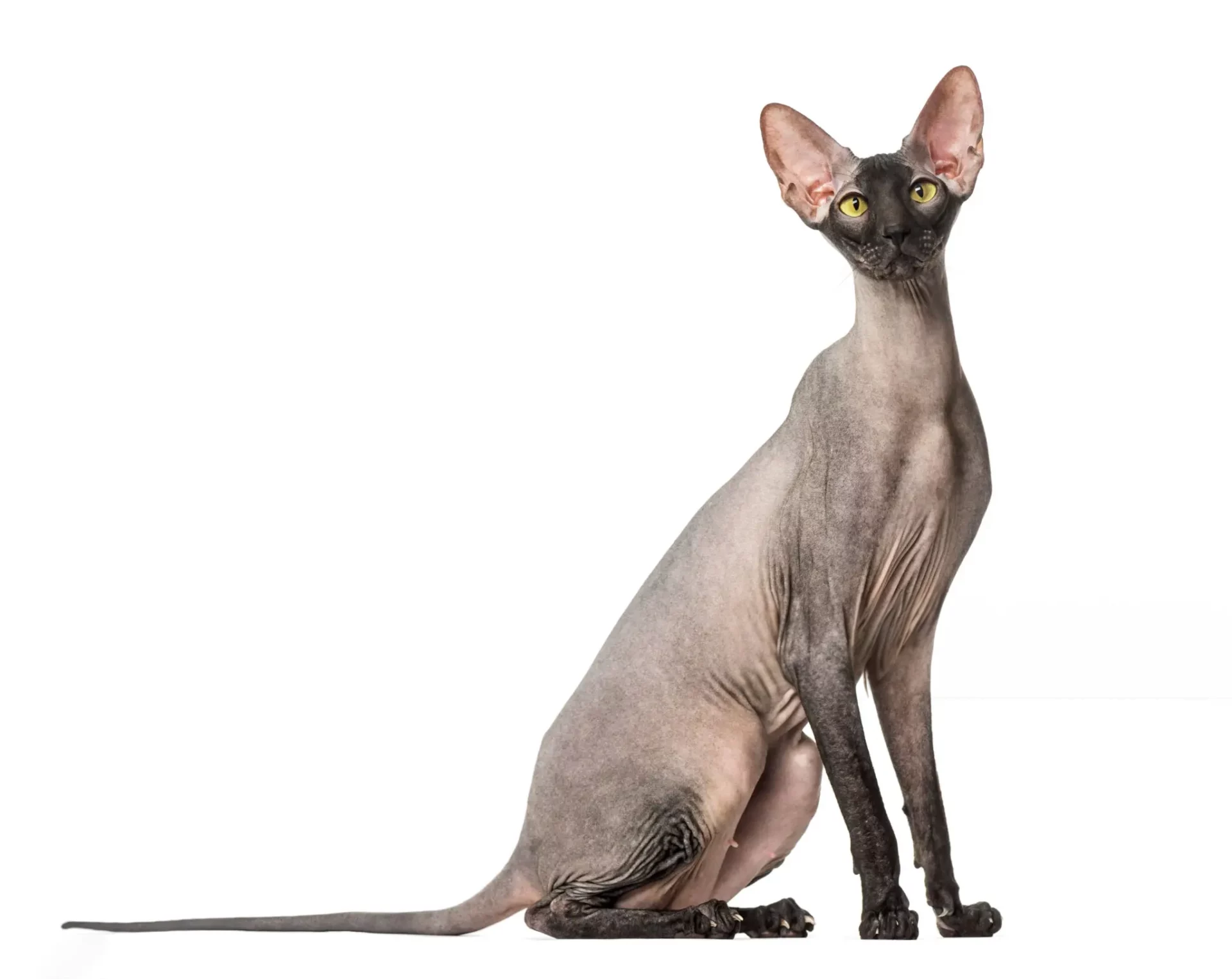 Peterbald black velour