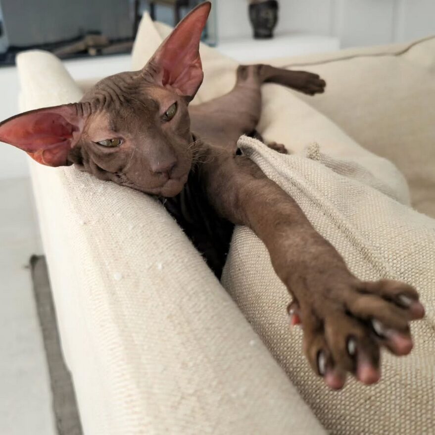 Peterbald chocolat