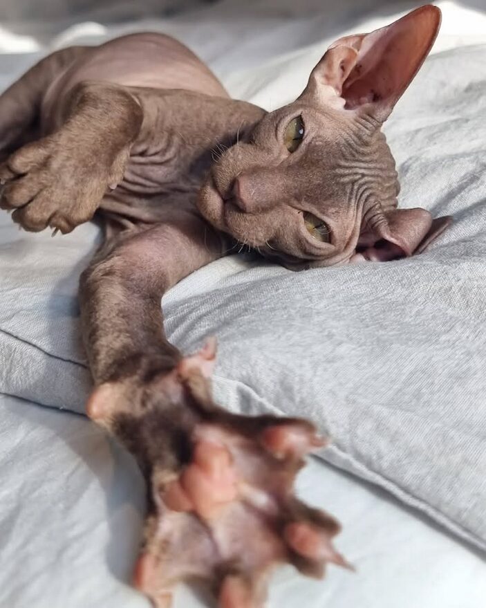 chaton peterbald chocolat