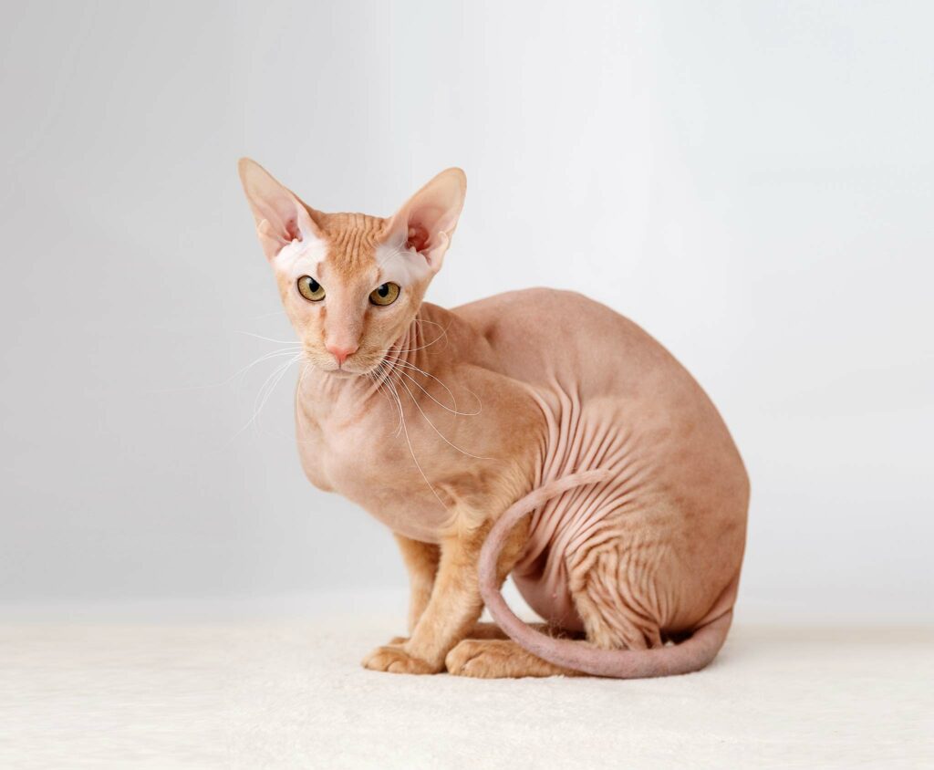 Peterbald velour red