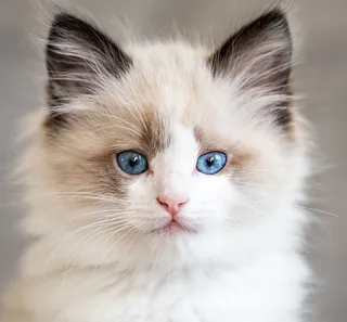 chaton ragdoll bi color