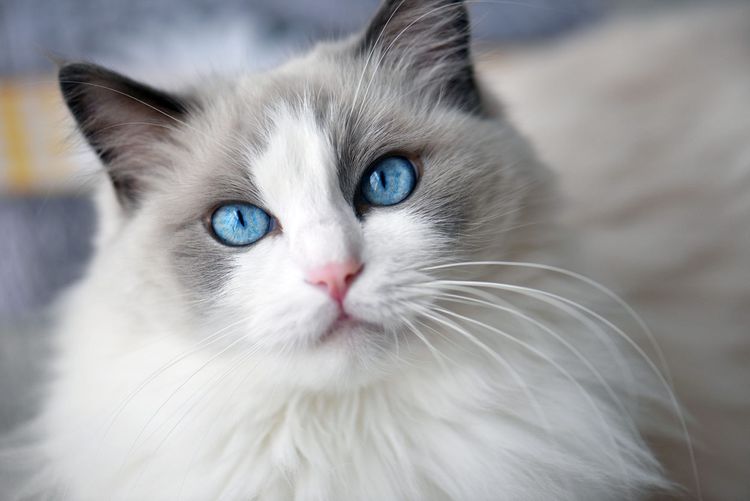 portrait de chat ragdoll