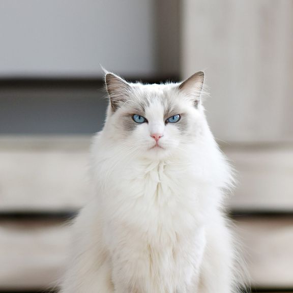 chat ragdoll assis