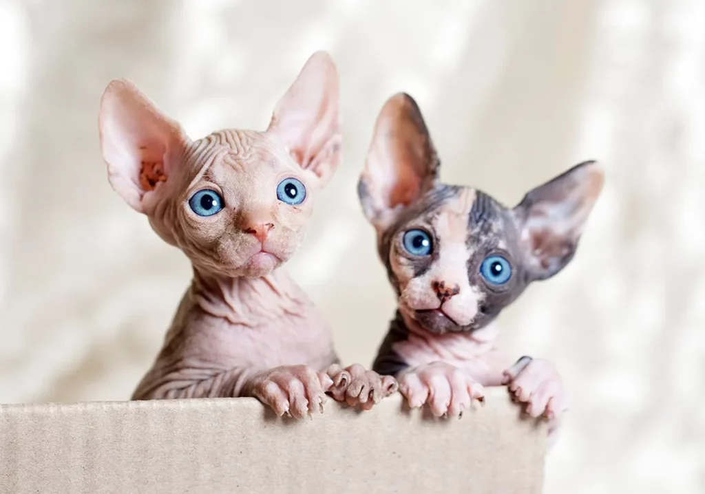 chatons Sphynx