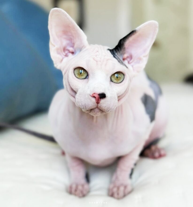 chat nu sphynx