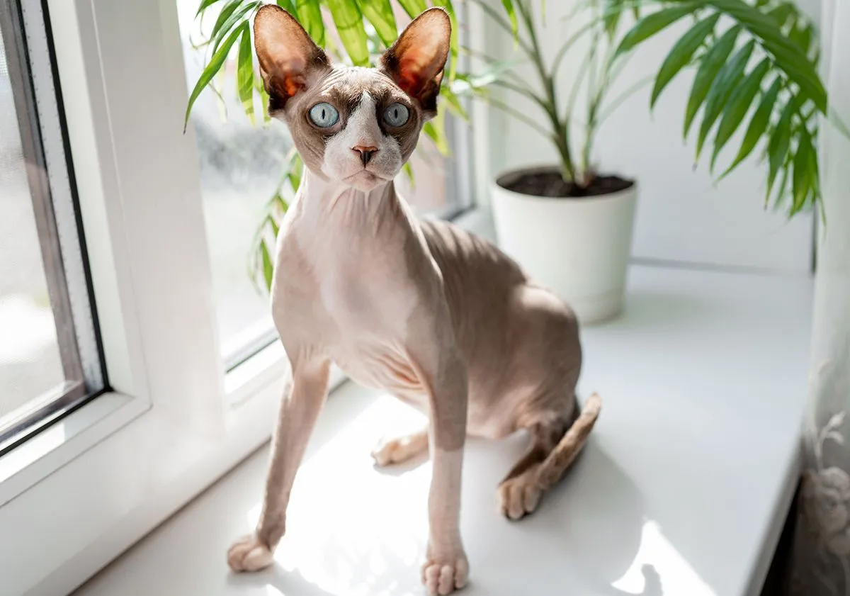 Chat sphynx 