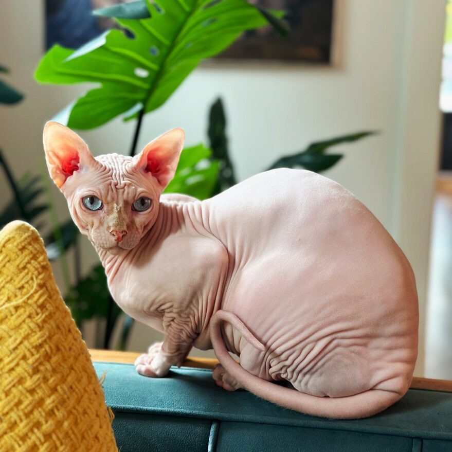 chaton sphynx, chat nu