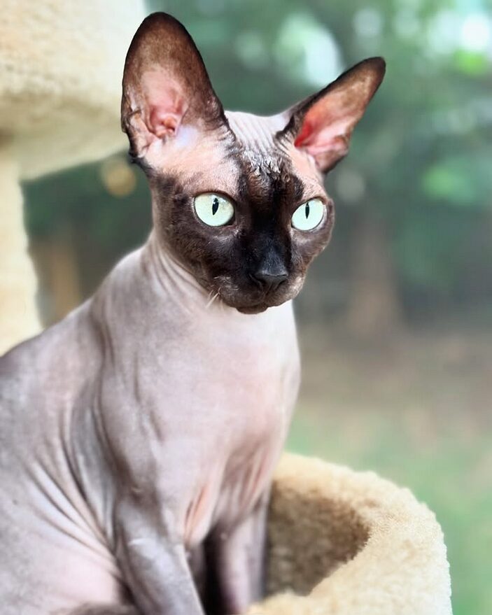 chat sphynx