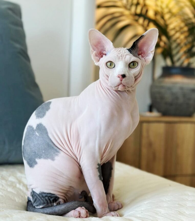 sphynx chat sans poils