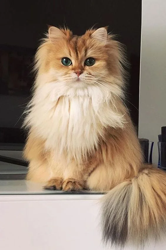 chat british longhair golden