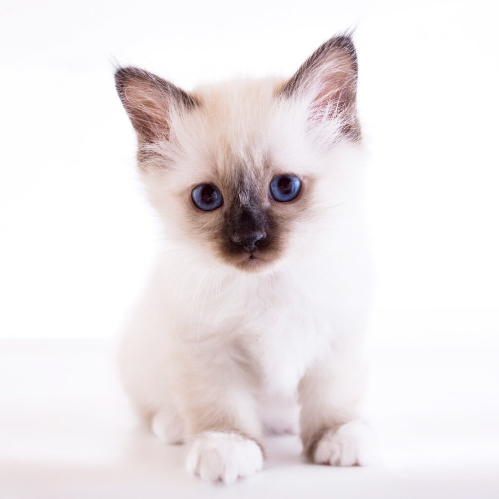 chaton sacré de birmanie