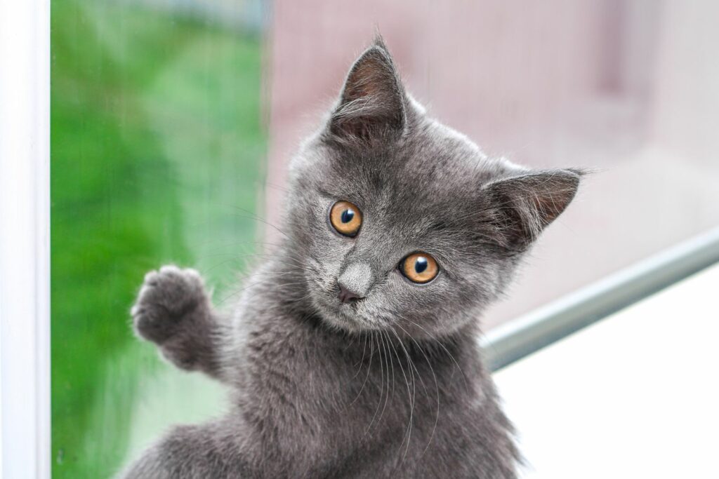 chaton chartreux