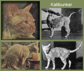 Kallibunker fondateur de la race cornish rex