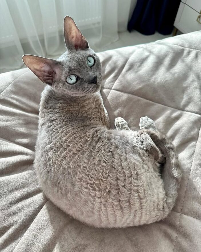 devon rex bleu chat frisé