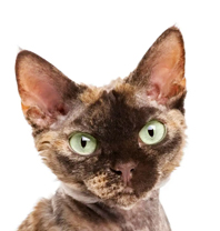 devon rex