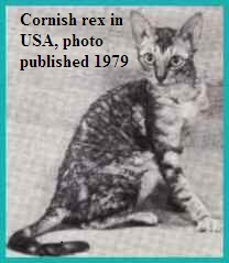 ancienne photo de cornish rex 1979