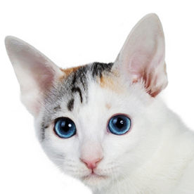 chat japanese bobtail