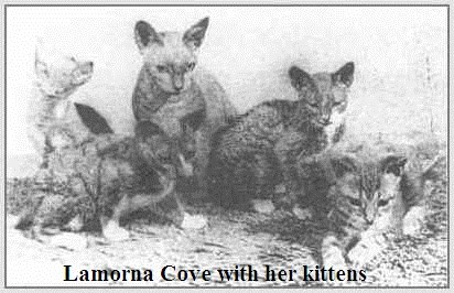 Chatte Lamorna Cove Cornish Rex